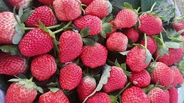 草莓缺钙危害大，如何补钙效果好？圃朗特来告诉您